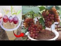 Creative skills how to grow grape trees with aloe vera in water