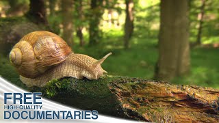 The amazing Beauty of Wildlife in Bavaria&#39;s magical Alpine Kingdom