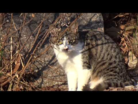 산촌 마을에서 만난 귀여운 고양이....A cute <strong>cat</strong> I met in a mountain village...... Jeonju <strong>city</strong>( 全州市.전주 )..... KOREA