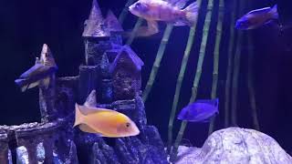 Adar Love  cichlids by Bambi 31 views 3 years ago 3 minutes, 17 seconds