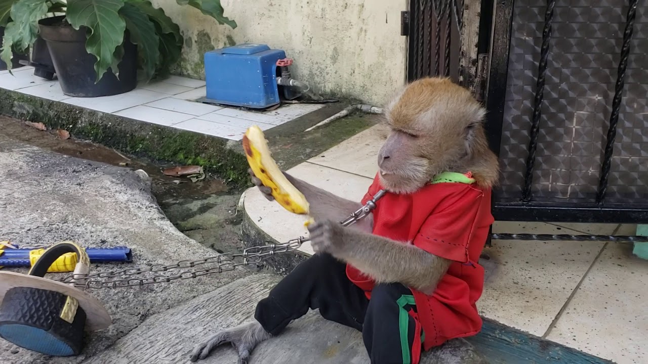 Topeng monyet | antara kasian dan Hiburan murah Rakyat. | atraksi kera