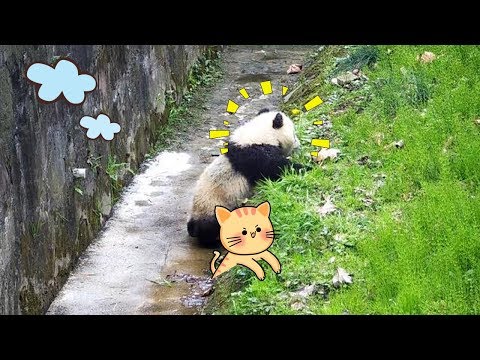 《熊貓早晚安》即使一朵再嬌豔的油菜花也躲不過“太妃糖”的摧殘 | iPanda