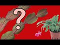 Почему краснеют листья у декабриста? Что делать?