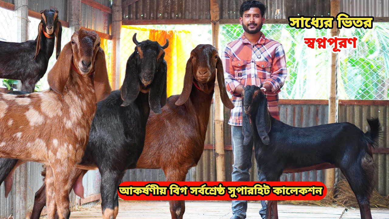 অবিশ্বাস্য সর্বনিম্ন পাইকারি রেটে আকর্ষণীয় বিগ সর্বশ্রেষ্ঠ সুপারহিট তোতাপুরী,হরিয়ানা,শিরোহি ও বিটল