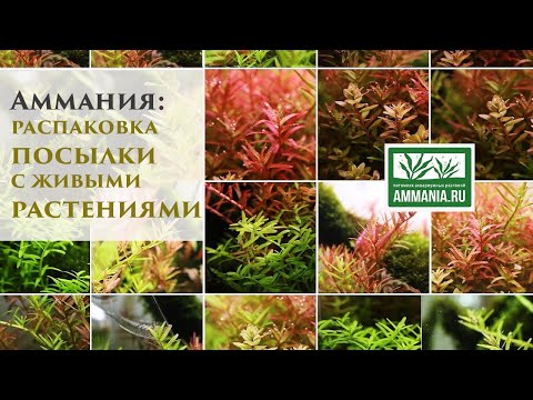 Video: Ammania сымбаттуу - аквариумдар үчүн кудай