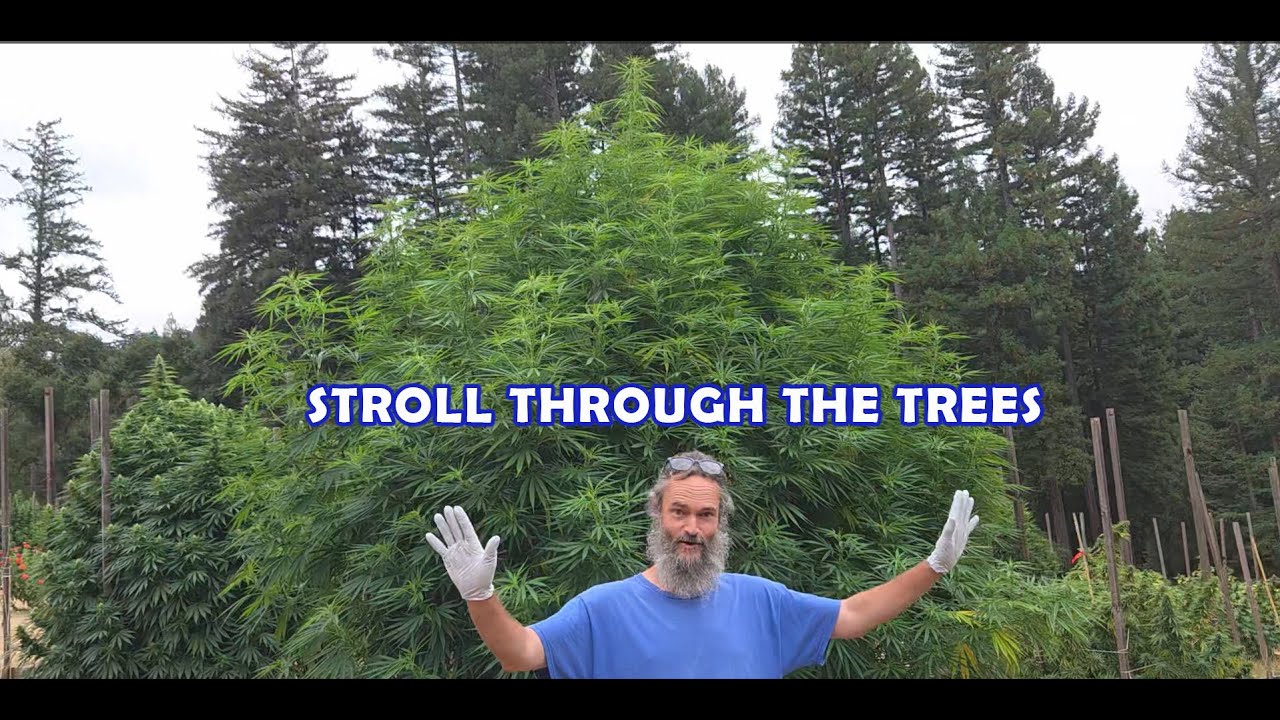 STROLL THROUGH THE TREES