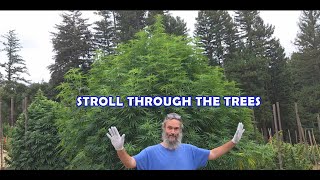 STROLL THROUGH THE TREES