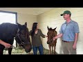 Foal Fridays: Dolce Bella and City of Light's Filly