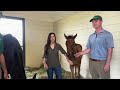 Foal Fridays: Dolce Bella and City of Light's Filly