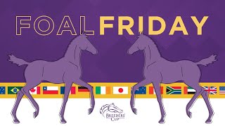 Foal Fridays: Dolce Bella and City of Light's Filly