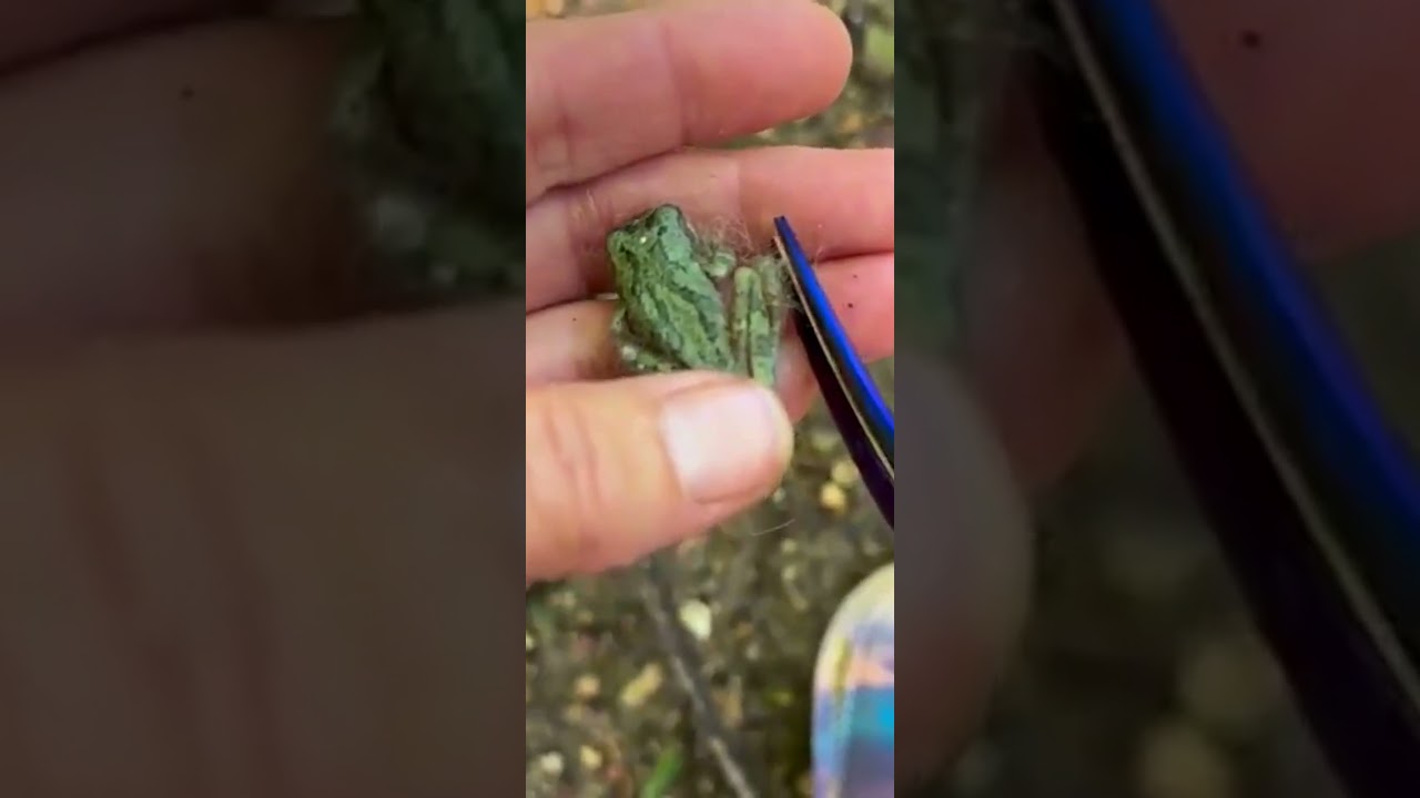 Girl saves frog from dying ❤️ 