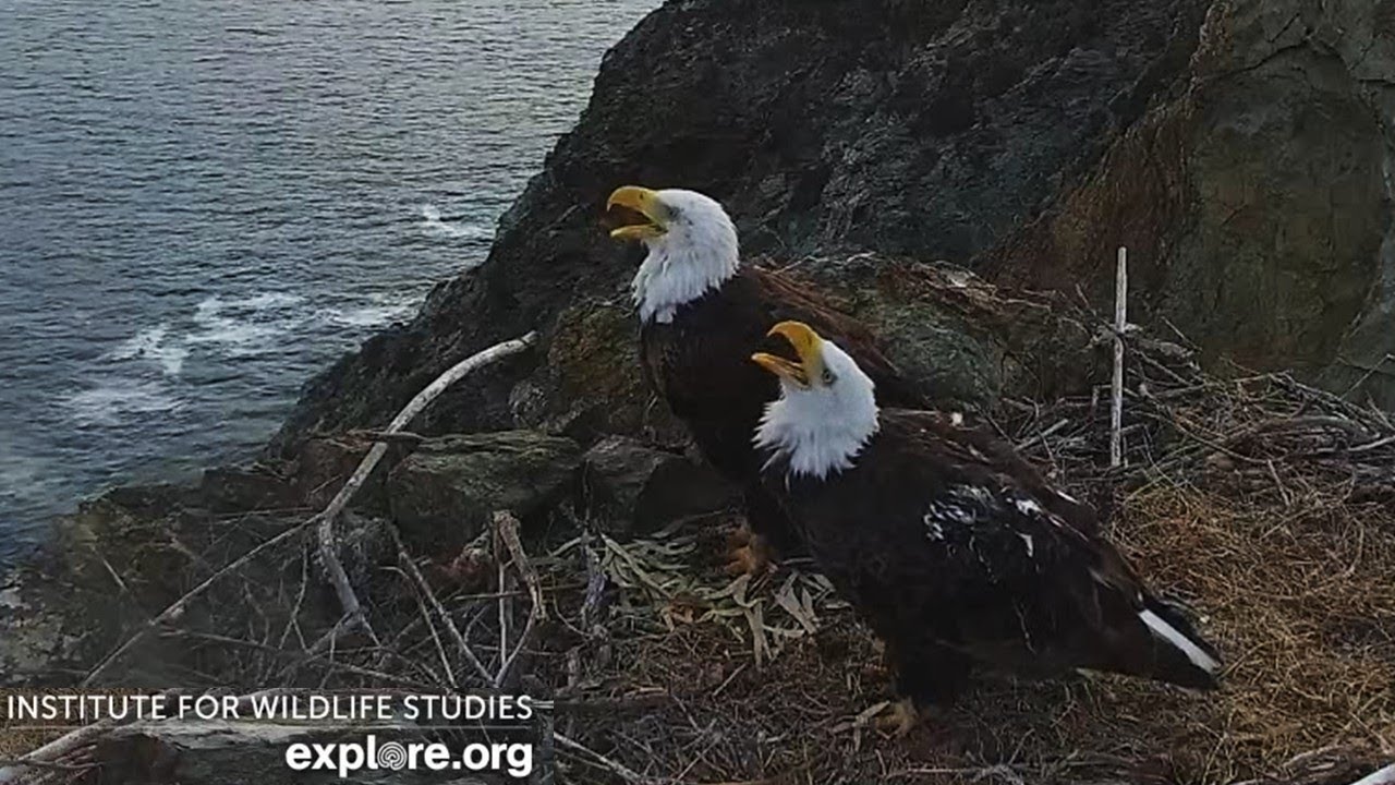 Two Harbors Eagles🦅 Cholyn and Chase Date Night💞 Chat and Zen🪷 explore. org | 2025 Jul 17