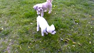 Dogs barking at wind