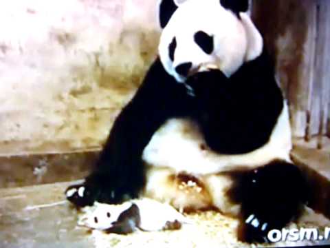 Baby Panda Sneezes (REALLY FUNNY!) : D