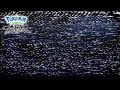 ※復元中※【公式】ヒスイ地方の記録映像|『Pokémon LEGENDS アルセウス』