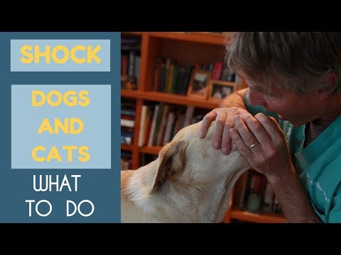 Video: Kas yra emocinis palaikymo šuo?