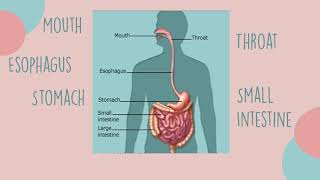 Digestive system