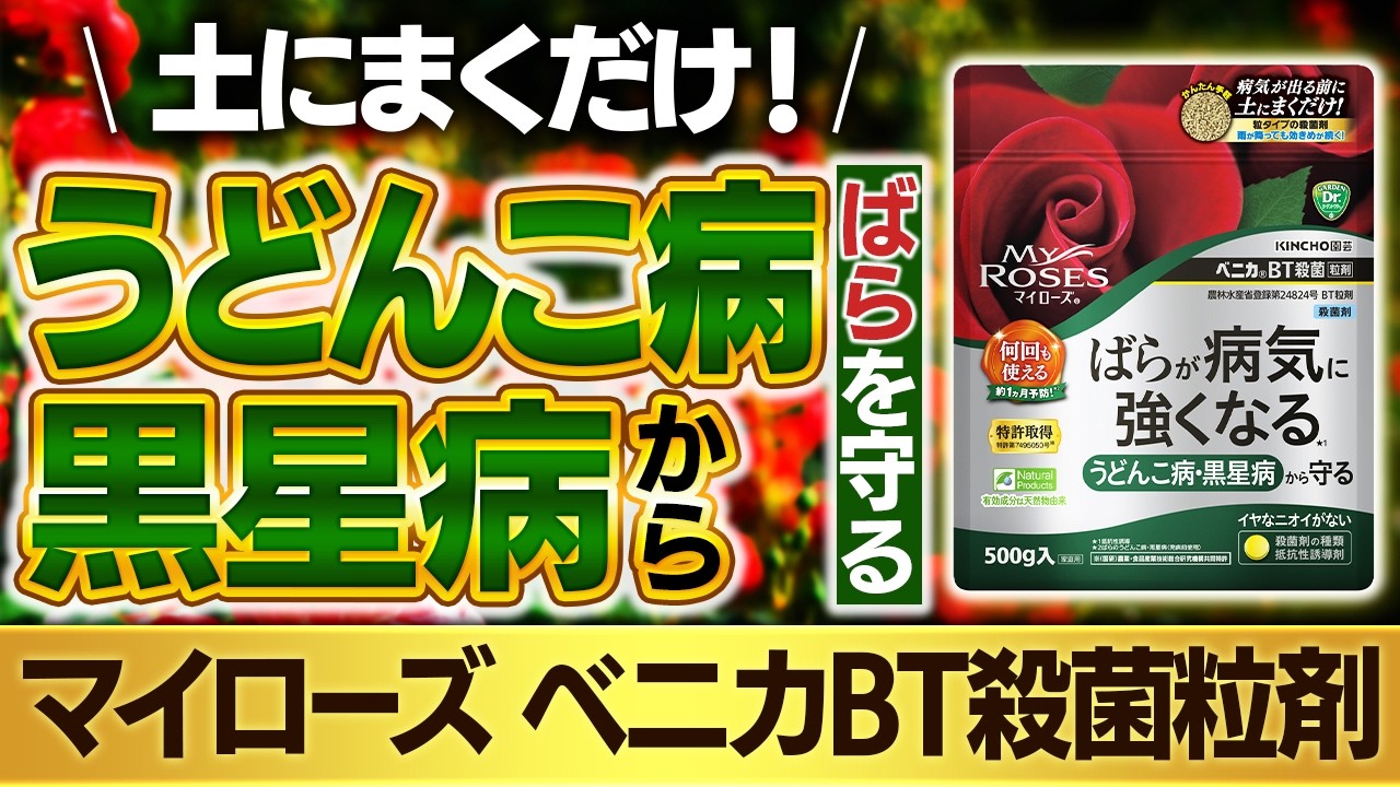 土にまくだけ！バラを守る！～知って得する商品情報（マイローズベニカBT殺菌粒剤）～ガーデンドクターTV74 RM
