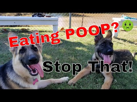 Cómo parar su perro de comer caca