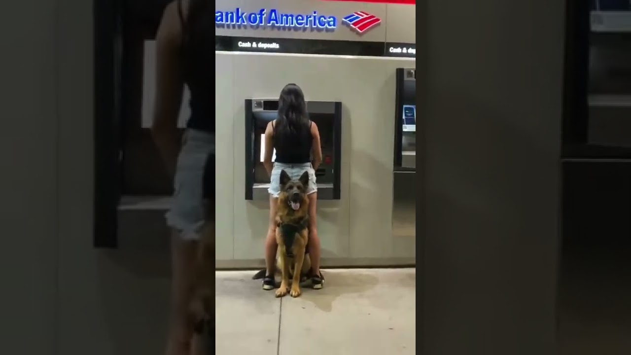 cane da guardia 🤣