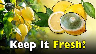 Youre Probably Storing Lemons The Wrong Way
