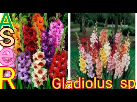 فيديو: طرق انتشار Gladiolus - كيفية نشر نباتات Gladiolus