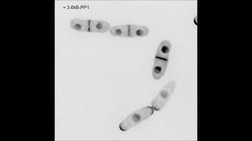 Fission Yeast NDR/LATS Kinase Orb6 Regulates Exocytosis via Phosphorylation of the Exocyst Complex