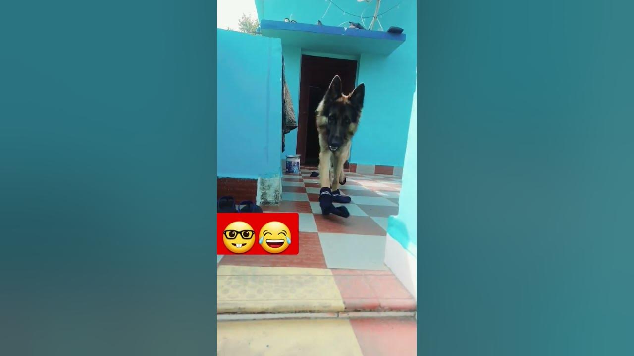 dog-shot-video-dog-youtubeshorts-puppy-funny-youtube