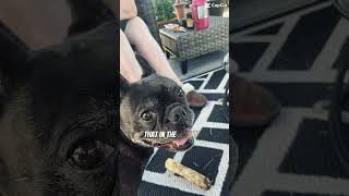 So smart #puppy #memes #funnyvideo