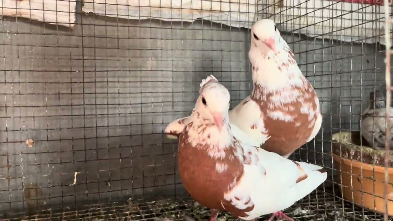 😱Rangeen pairs for sale location moin Bagh 