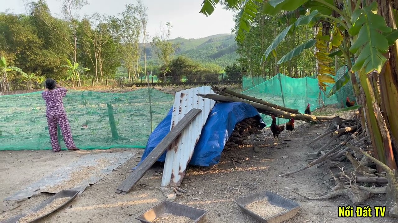 Về quê ngoại thăm ngoại nuôi gà