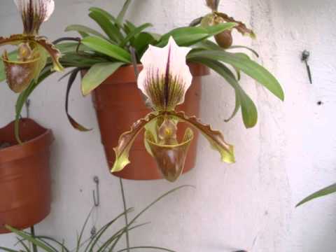 Paphiopedilum Leeanum orquideas de mavipol - thptnganamst.edu.vn