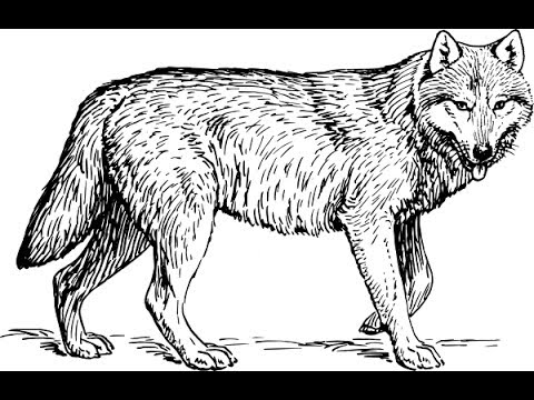 simple gray wolf drawing