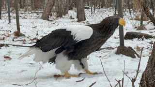 Белоплечий орлан трапезничает