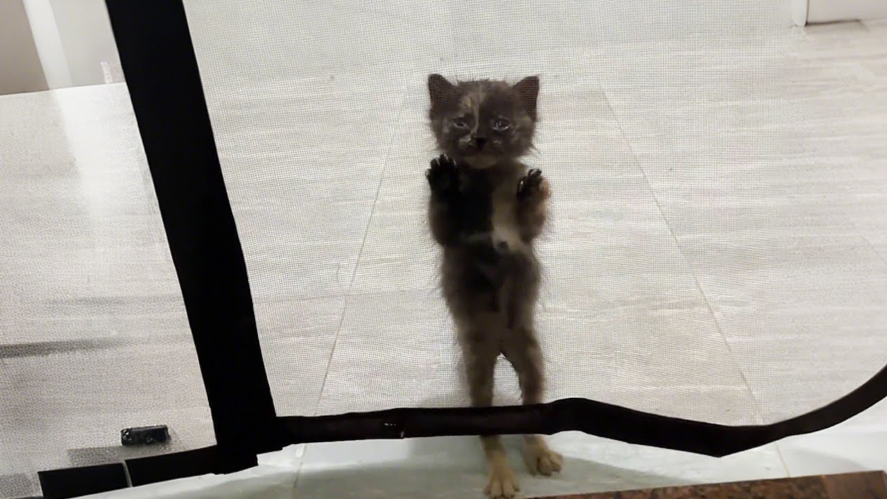 Друзья советовали выбросить его, говорили, что он похож на уродливую жабу...