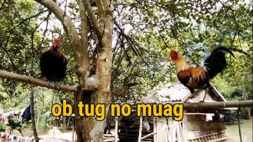 Saib tus npawg ob tug qaib seb pua muaj neeg nyiam tu kais thiab tu qaib poj