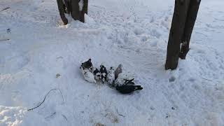 Кормим голубей после снегопада, увидели белку в снегу