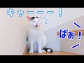パパに驚かされてキャー！と言ってしまうお喋り猫チロさん