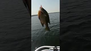 Nice Sunfish #pleasesubscribe #fishing #michigan #angler