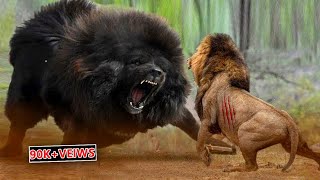 Lion Vs Tibetan Mastiff Video Tibetan Mastiff Vs Lion In a RealFight PITDOG