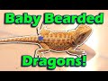 Touring a Bearded Dragon Breeder Facility!