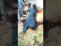 رجل يساعد بقرة على دخول سيارة في الصحراء