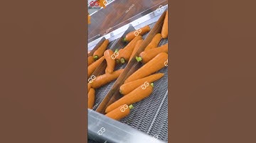 Carrot Washing And Air-Drying Processing Line