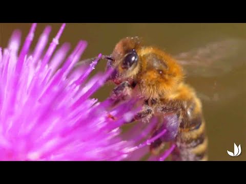 Vidéo: Les abeilles sont-elles colorées ?