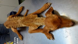 Salvan la vida a 41 perros en grave estado de abandono con síntomas de caquexia y deshidratación
