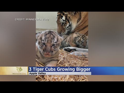 2024Family with Tigers大山3 2024Family with Tigers大山3 Rare twin tiger cubs make debut