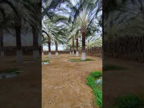 هكذا كيفية سقي أشجار نخيل دڨلة نور في الجزائر اولاد جلال بسكرة اكسبلور تيك توك لايك ترند