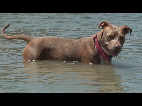 Dog swims for several miles, finds way home after falling off shrimping boat in Galveston