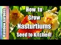 How to Grow Nasturtiums, A Superfood!! Yes REALLY!!!!!  Seed To Kitchen,  Easy to Grow!