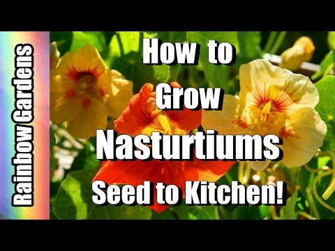 how-to-grow-nasturtiums,-a-superfood!!-yes-really!!!!!-seed-to-kitchen,-easy-to-grow!